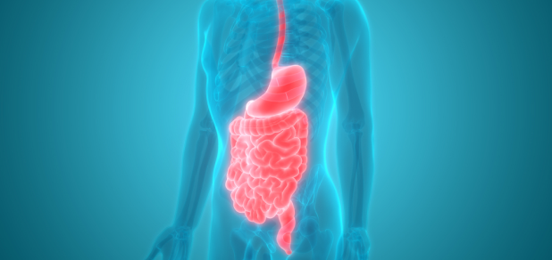 healthy digestive system (1).png