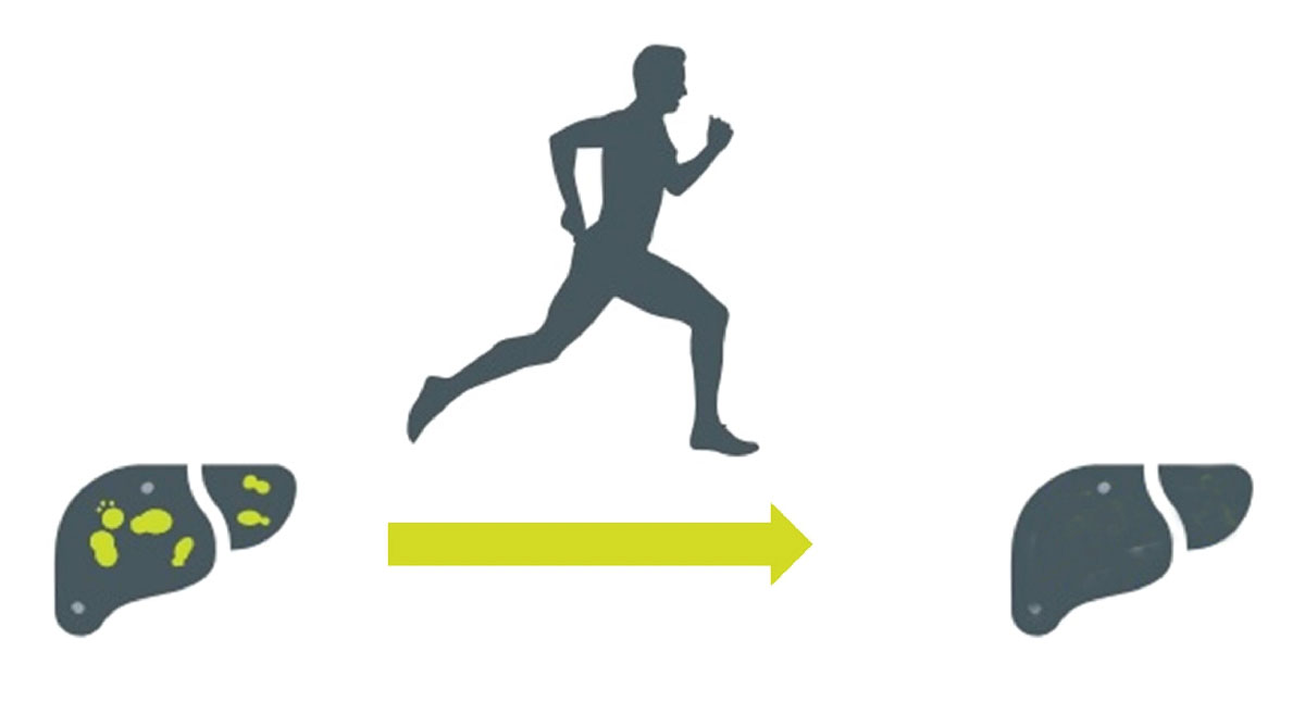 Exercise liver