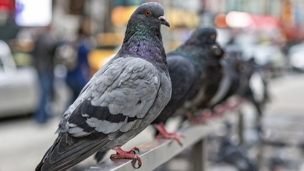 Pigeons & diseases