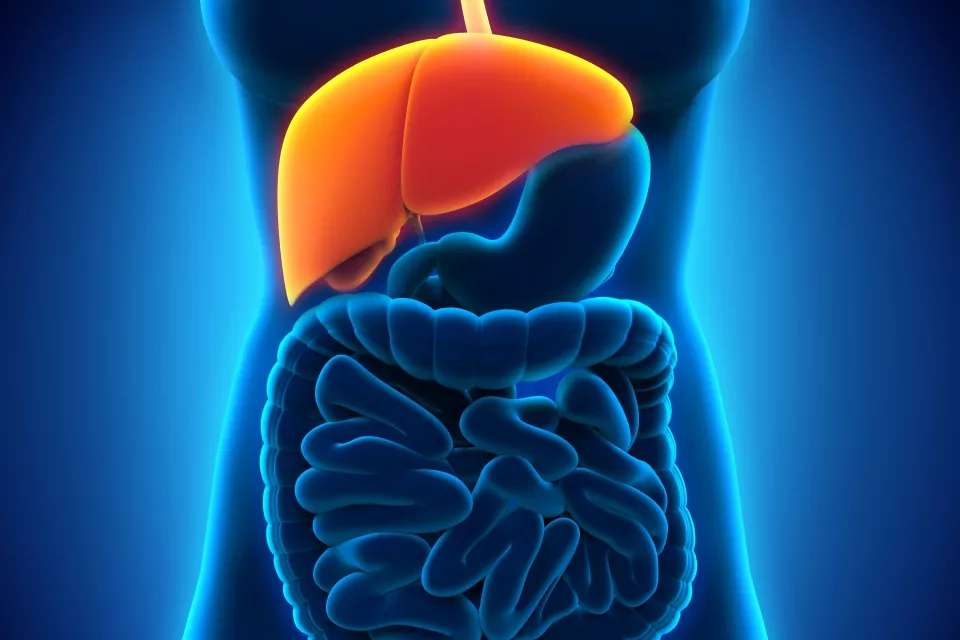 Look After Your Liver, To Live Better!