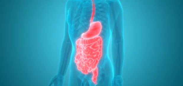 healthy digestive system