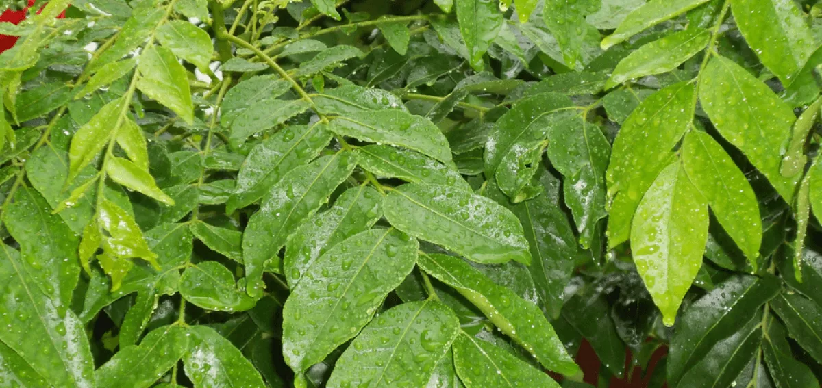 health benefits of curry leaves