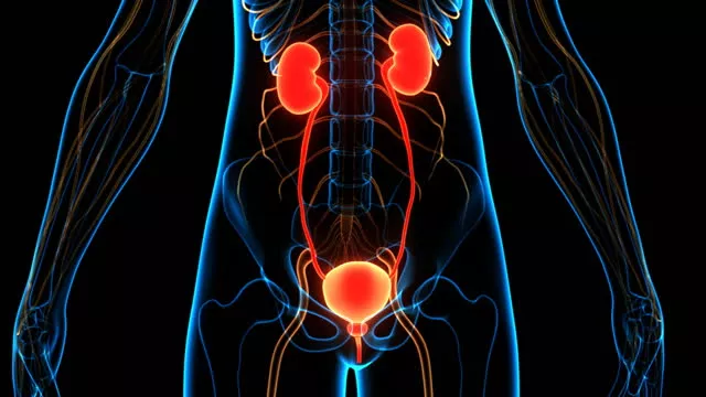 Urological Health and Hormones: Exploring the Connections