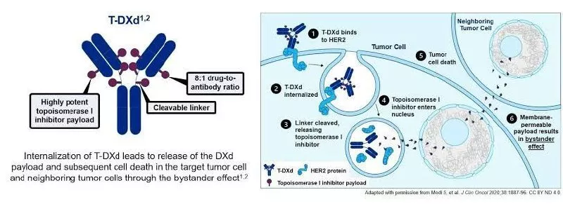 Antibody drug conjugates 3