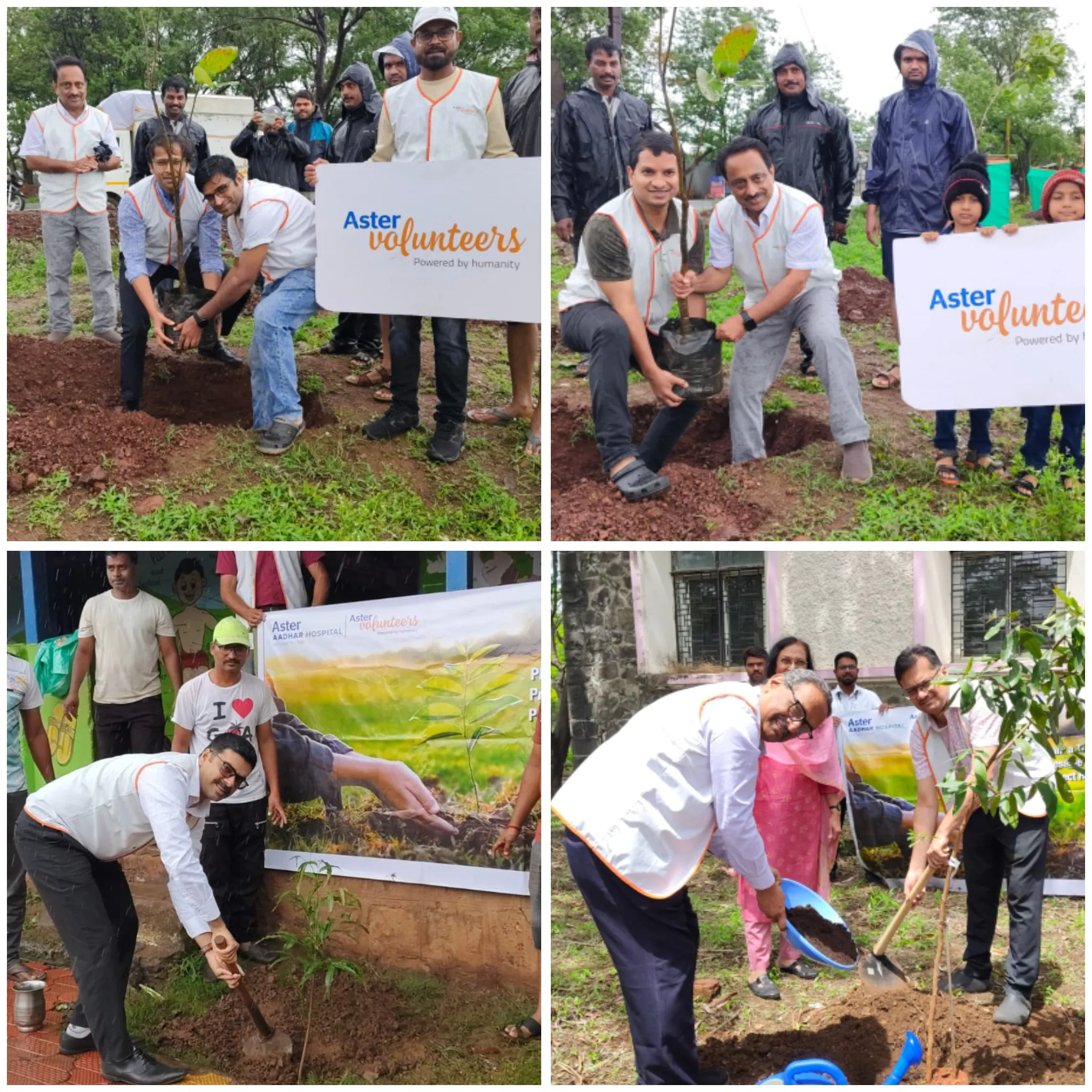 tree plantation