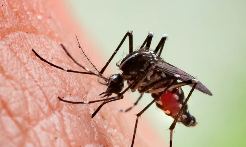 MALARIA