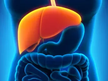 Healthy Liver