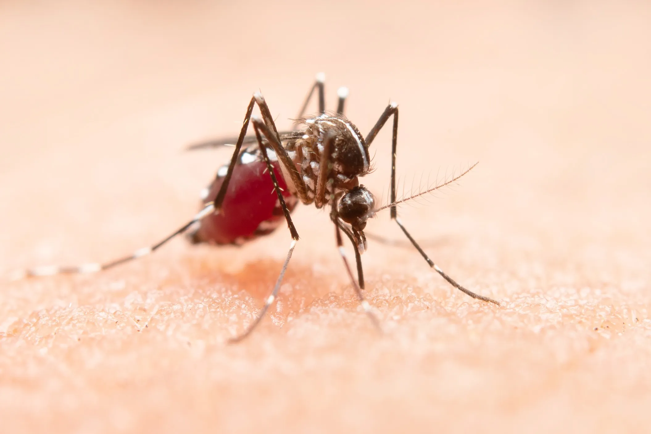 west nile fever
